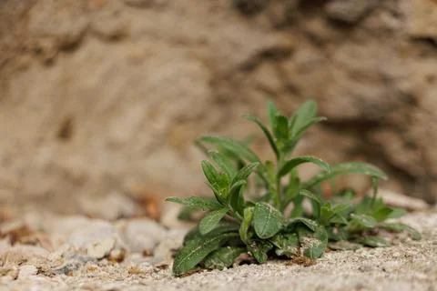 A tiny plant sprouting from the soil Stock Photos