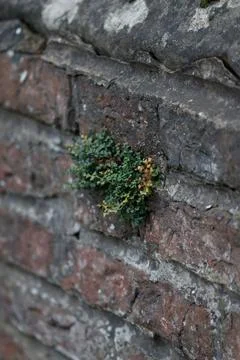 A tiny plant sprouts out of the side of a brick wall 写真素材