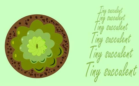 Tiny plant, succulent Stock Illustration