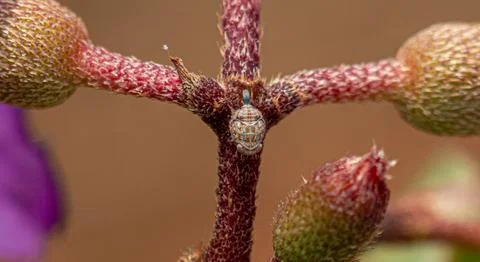 Tiny Planthopper Nymph Macro Close-Up on Hairy Plant Stem Stock Photos
