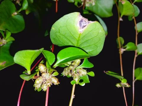 Tiny plantlets emerging on kalanchoe leaf margins. Stock Photos