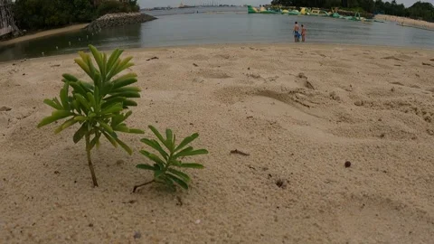Tiny plants on a beach Stock Footage 155888051