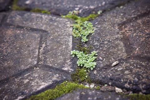 Tiny Plants Growing in a Mossy Stone Crack Stock Photos