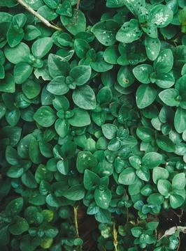 Tiny Plants Stock Photos