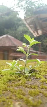 Tiny Plants Stock Photos