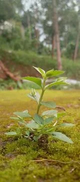 Tiny Plants Stock Photos