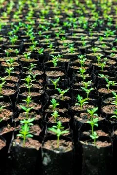 Tiny Plants placed in various round flower pots at a nursery green house. Stock Photos
