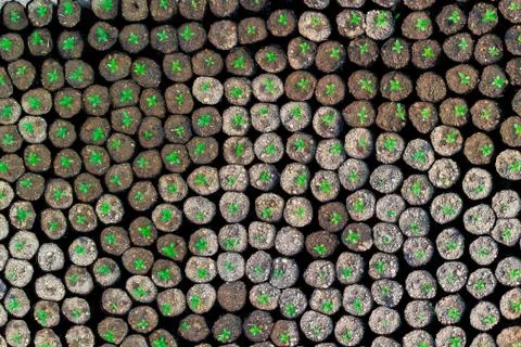Tiny Plants placed in various round flower pots at a nursery green house. Stock Photos