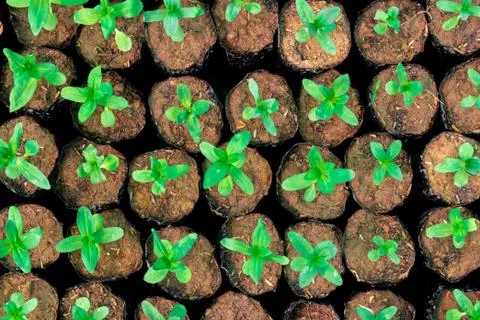 Tiny Plants placed in various round flower pots at a nursery green house. Stock Photos