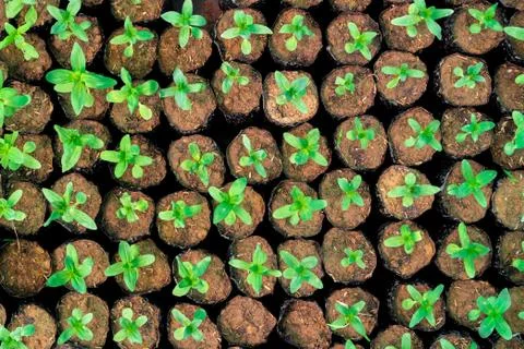 Tiny Plants placed in various round flower pots at a nursery green house. Stock Photos