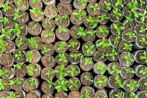 Tiny Plants placed in various round flower pots at a nursery green house. Stock Photos