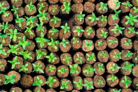 Tiny Plants placed in various round flower pots at a nursery green house. Stock Photos