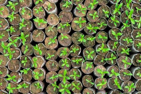Tiny Plants placed in various round flower pots at a nursery green house. Stock Photos