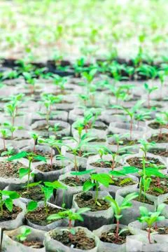 Tiny Plants placed in various round flower pots at a nursery green house. Stock Photos
