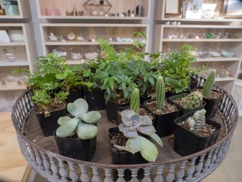 Tiny plants for small in fine arts store Stock Photos