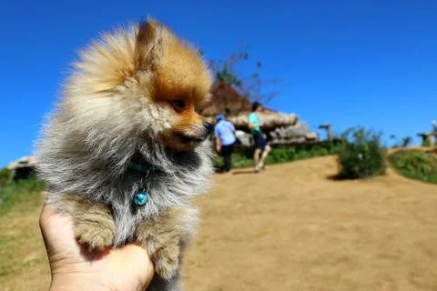 Tiny pom dog in hand Stock Photos