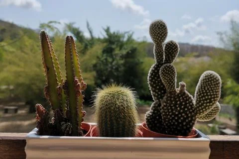 Tiny potted plant cactus on ceramic tile vase against with nature space outdo Stock Photos