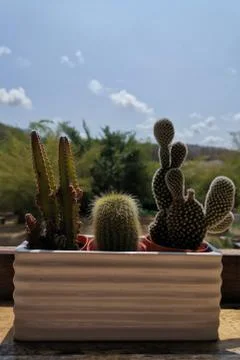 Tiny potted plant cactus on ceramic tile vase against with nature space outdo Stock Photos