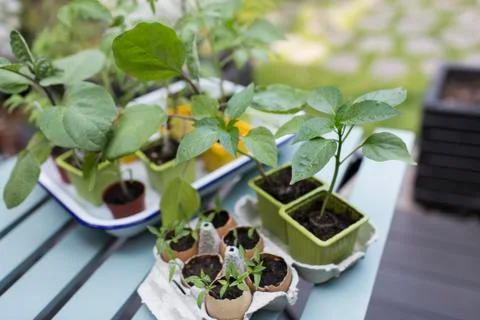Tiny potted plants on patio table Fotos de archivo
