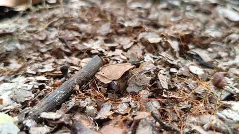 Tiny Praying Mantis Camouflaged Among Dry Leaves Видео 331954784