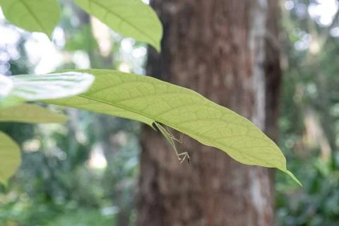 Tiny praying mantis hiding beneath a green leaf Stock Photos