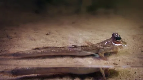 Tiny Prehistoric Creature In Shallow Water Stock Footage 73752886