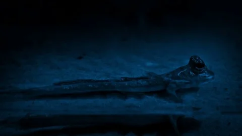 Tiny Prehistoric Creature In Swamp At Night Stock Footage 83712414