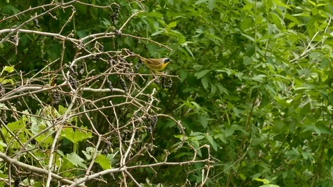 Tiny pretty common yellow throat warbler making quick rapid movements Stock Footage 100702148