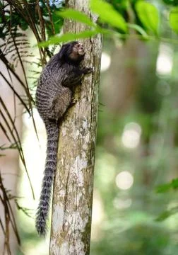 Tiny primate gazing into the distance from tree trunk with space for text Stock-Fotos
