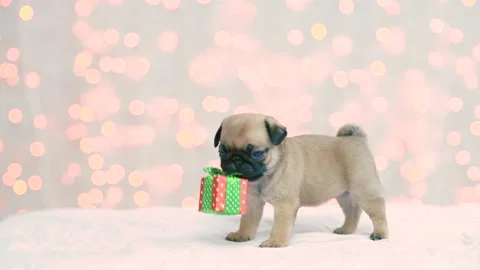 Tiny Pug puppy brings a gift box on festive background Stock Footage 134317592