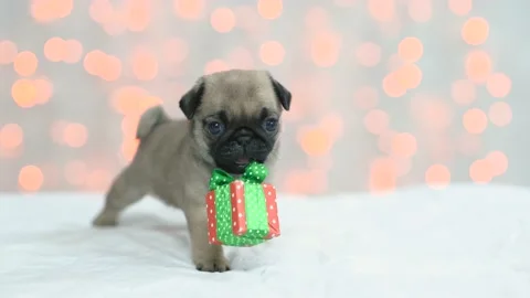 Tiny Pug puppy plays with gift box on festive background Stock Footage 134317599