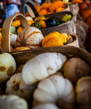 Tiny pumpkins in basket 스톡 사진