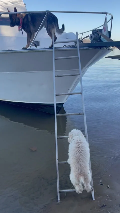 Tiny Pup Climbs Up Tall Boat Ladder, Prospect, Kentucky, USA - 03 Dec 2021 Stock Footage 205414050