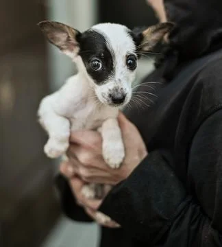 Tiny puppy is being held in a persons hands, starring at the camera with a sweet Stock Photos