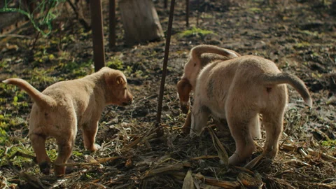 Tiny puppy explores vast garden, greenery touching paws, sun casting golden hues Stock Footage 263968862