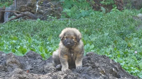 Tiny puppy standing alone Видео 42987033
