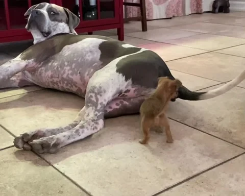 Tiny Puppy vs. Giant Tail, Stevenson Ranch, California, USA - 28 Jun 2021 Stock Footage 205351071