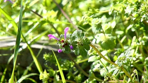 Tiny Purple Bloom in Slow Motion Stock Footage 105066171