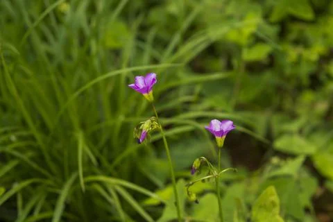 Tiny purple five petelled wild flowers in focus Stock Photos
