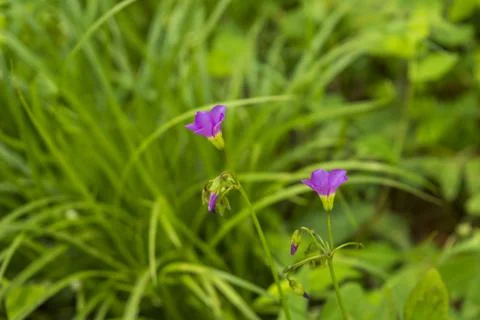 Tiny purple five petelled wild flowers in focus Stock Photos