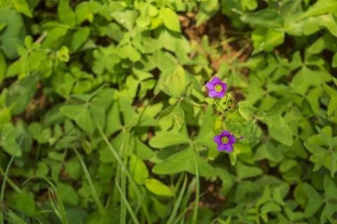 Tiny purple five petelled wild flowers in focus Stock Photos