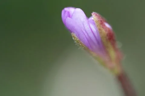 Tiny purple flower bud, just beginning to bloom Stock Photos