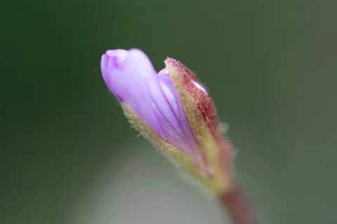 Tiny purple flower bud, softly curled Stock Photos
