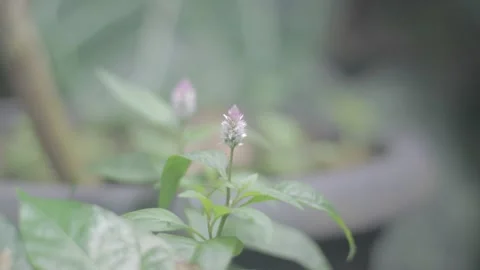 Tiny purple flower Close Up Bokeh Stock Footage 233316233