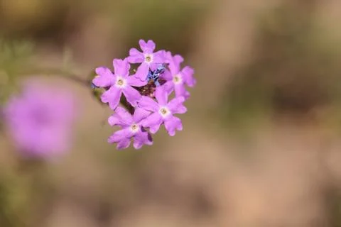 Tiny Purple Flower Cluster Stock Photos