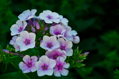 Tiny Purple Flower Foto stock