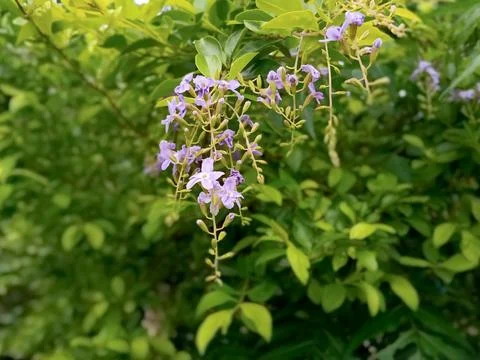 Tiny purple flower Foto stock