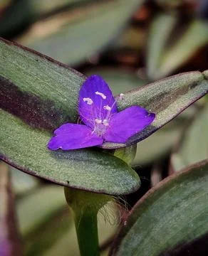 Tiny purple flower of the plant called Lambari.  Trapoeraba Zebra. Stock Photos