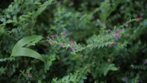 Tiny Purple Flowers Blooming in a Lush Green Foliage Garden Bed Video stock 309462393