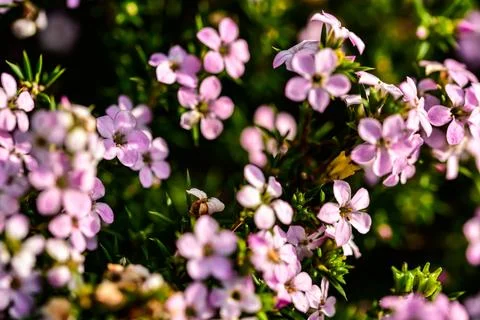 Tiny purple flowers close-up full frame Stock Photos